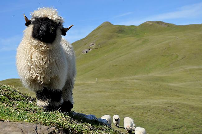In der Schweiz wird rund die Hälfte der Schafe gesömmert.