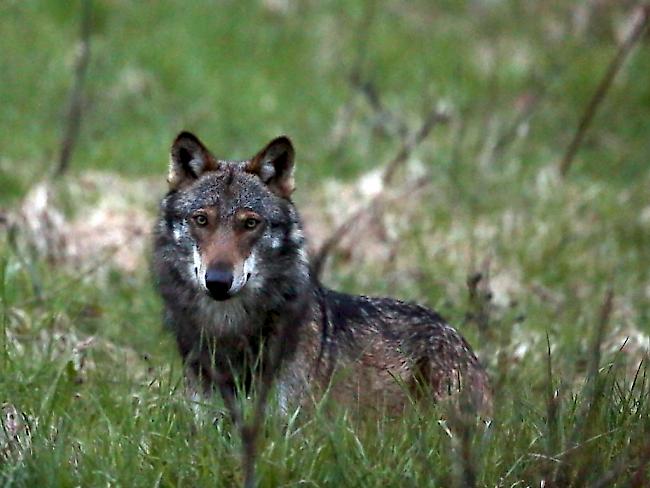 Der Ständerat will zwar den Schutz des Wolfes lockern, aber nicht so radikal wie es eine Walliser Standesinitiative verlangt. (Themenbild)