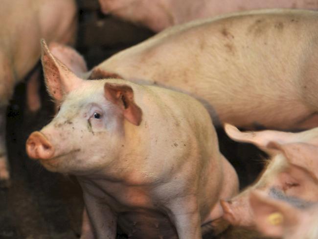 Hepatitis E wird in Industrieländern vor allem durch das Essen von roher Schweineleber übertragen (Symbolbild).