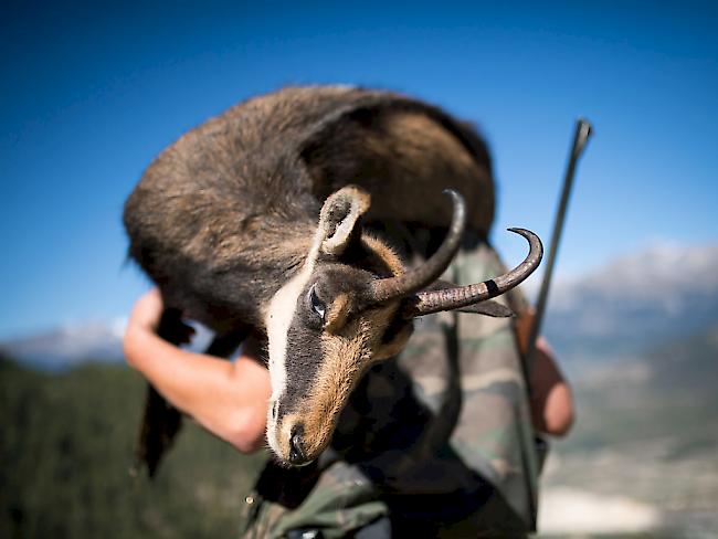 Die Jagd auf Gämsen und Steinböcke im Wallis ist auch bei den Jägern aus anderen Kantonen und aus dem Ausland begehrt. (Symbolbild)