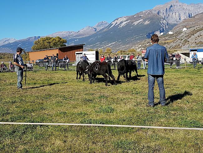 Bei bestem Herbstwetter stand am Sonntag das Rinderli-Stechfest in Agarn auf dem Programm. 