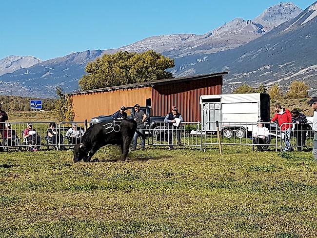 Bei bestem Herbstwetter stand am Sonntag das Rinderli-Stechfest in Agarn auf dem Programm. 
