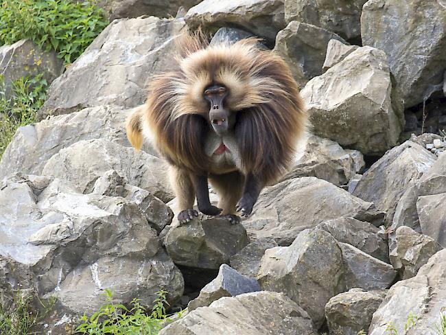 Ein männlicher Dschelada zeigt sein Imponierverhalten. Die Affengruppe im Zoo Zürich hat sich nach einem Wechsel der Männchen 2016 wieder organisiert.