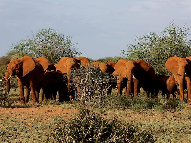 Elefanten werden in Afrika weniger gewildert, gehen in ihrer Zahl aber trotzdem zurück (Archiv)