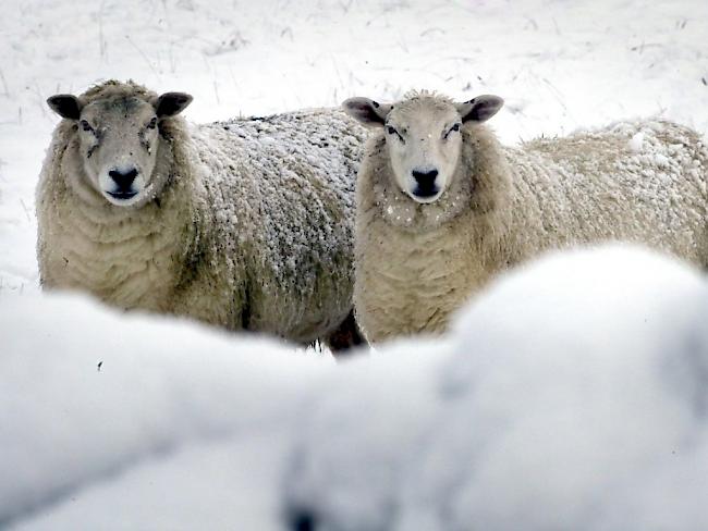 Schafe erkennen menschliche Gesichter auch auf Fotos erstaunlich treffsicher. (Archiv)