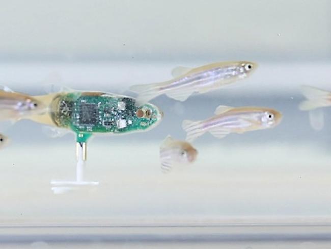 Der Fisch-Roboter soll helfen, die Kommunikation der Zebrafische im Schwarm besser zu verstehen.