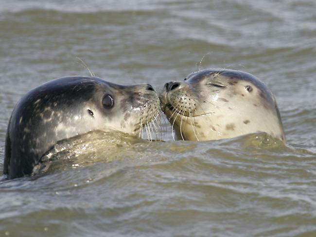 Im Wattenmeer gibt es einen neuen Rekord an Seehund-Jungtieren. (Archivbild)