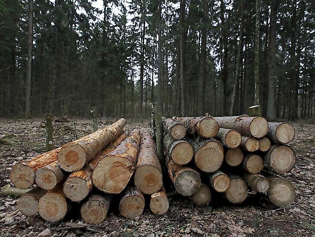 Baumstämme gefällter Bäume im geschützten Urwald Białowieża (Archiv)