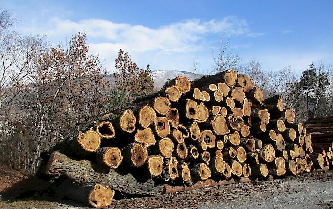 Der in der letzten Woche ausgeführte Holzschlag wurde durch die Dienststelle für Mobilität in Zusammenarbeit mit dem Zweckverband «Forst Region Leuk» durchgeführt. Nachdem die Pappeln gefällt waren, wurde das Holz abtransportiert und wird laut Förster Gruber zu Holzhackschnitzel weiterverarbeitet.