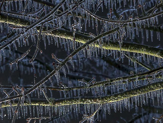 Heftige, wiederholte Eisregen können Bäumen auf Dauer schaden. (Archiv)