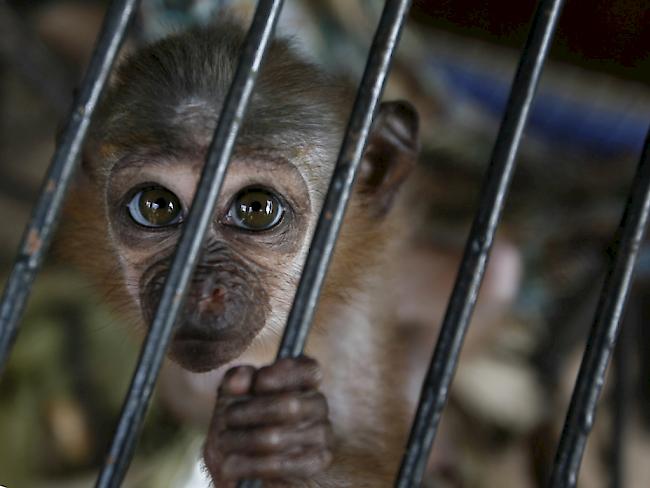 Der Nationalrat hat ein Verbot von wissenschaftlichen Versuchen an Primaten abgelehnt. Er hält die heutigen Regeln für genügend klar. (Symbolbild)