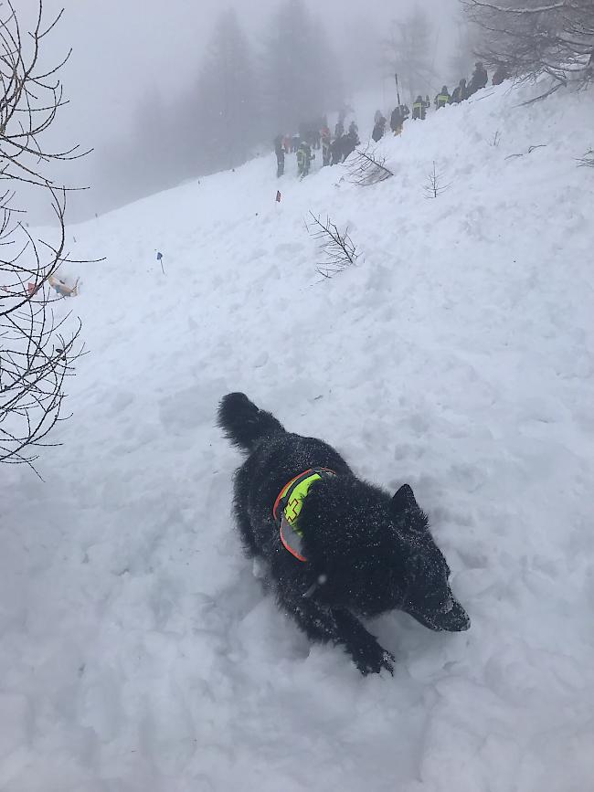 Ein Lawinenhund auf der Suche nach möglichen Opfern in den Schneemassen.