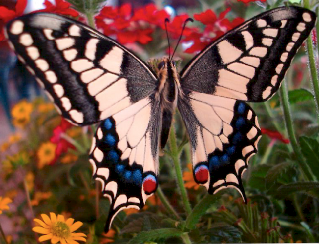 Farbenpracht. Schmetterling im eigenen Garten.