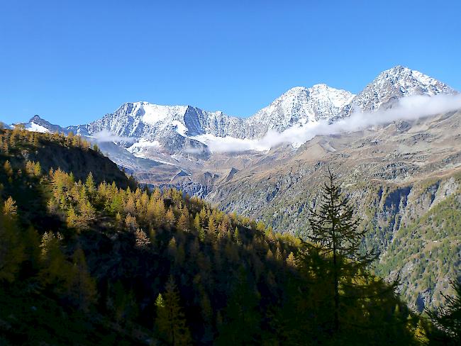 Rückseite der drei Gipfel Weissmies, Lagginhorn und Fletschhorn. Mal nicht vom Saastal aus gesehen. Aufnahme vom Oktober 2017, bei einer Wanderung vom Furgi (Zwischbergen) aufs Gallihorn.