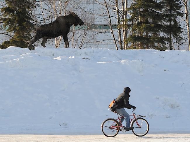 Alaska hat wegen der Erderwärmung viel mehr Schnee als vor der industriellen Revolution (Archiv)