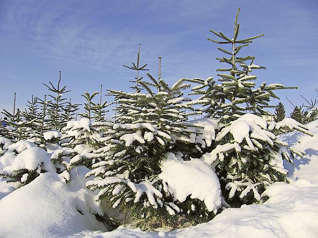 Ein Weihnachtsbaum aus natürlichem Bestand.