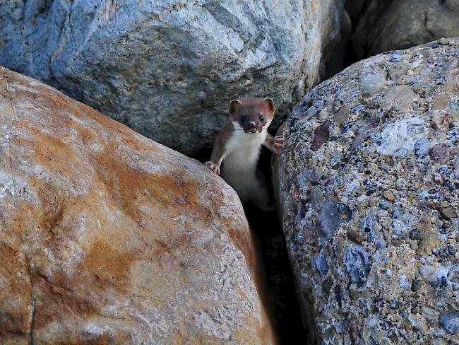 Das Hermelin braucht zum Überleben viele Möglichkeiten, sich zu verstecken.