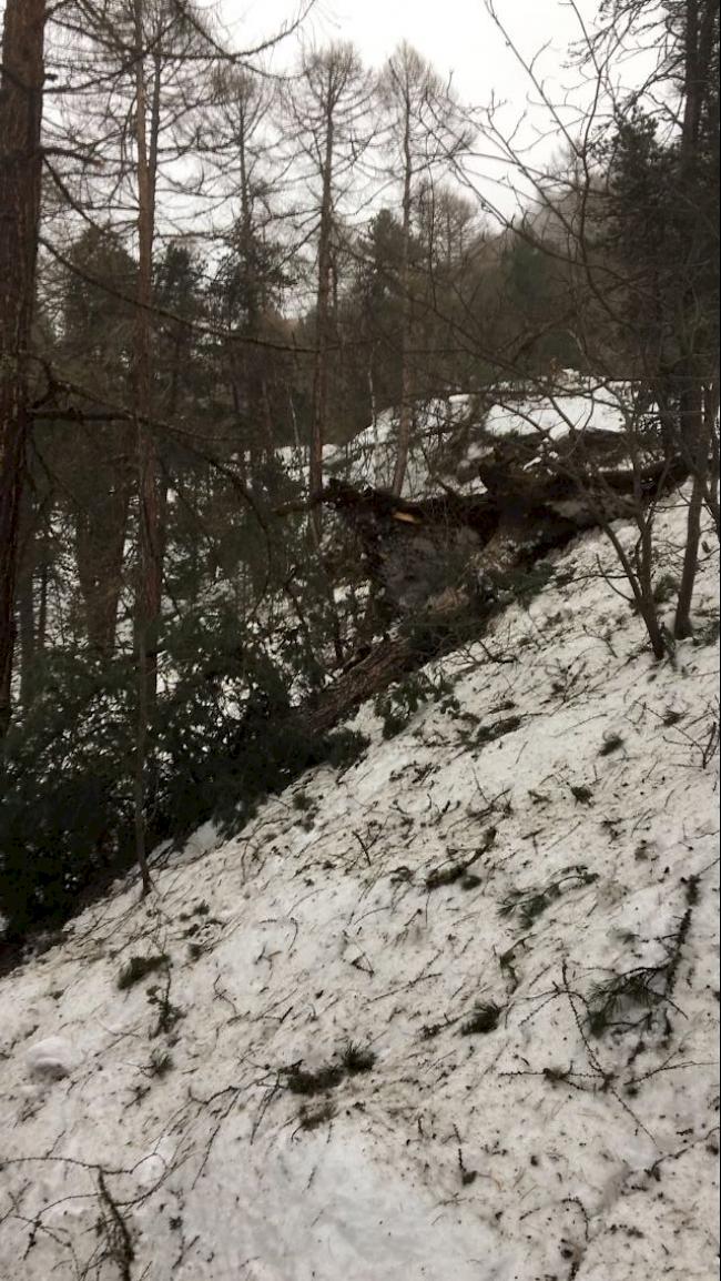 Wintersturm «Burglind» vermochte auch mächtige Bäume zu entwurzeln.