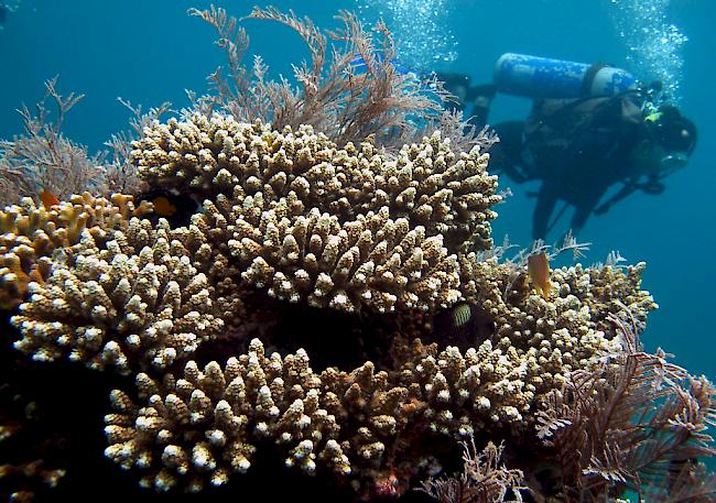 Korallenriffe werden durch die Meeresversauerung bedroht. 