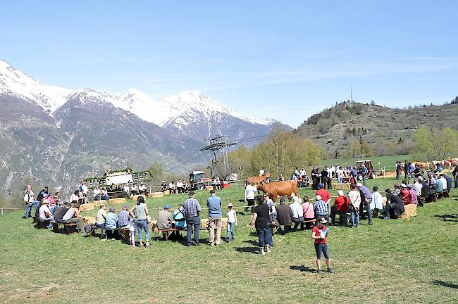 Rund 500 Besucher frönten der Jubiläumsschau des Viehzuchtvereins Schattenberge.