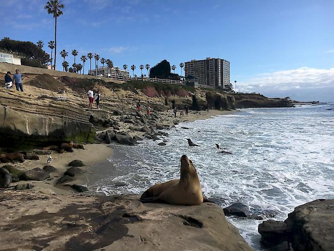 Seehunde räkeln sich im Sand bei la Jolla in San Diego.