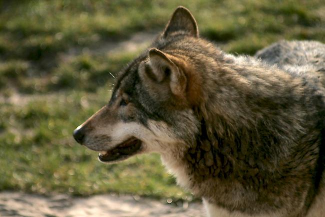 Wölfe nähern sich Siedlungsgebieten.