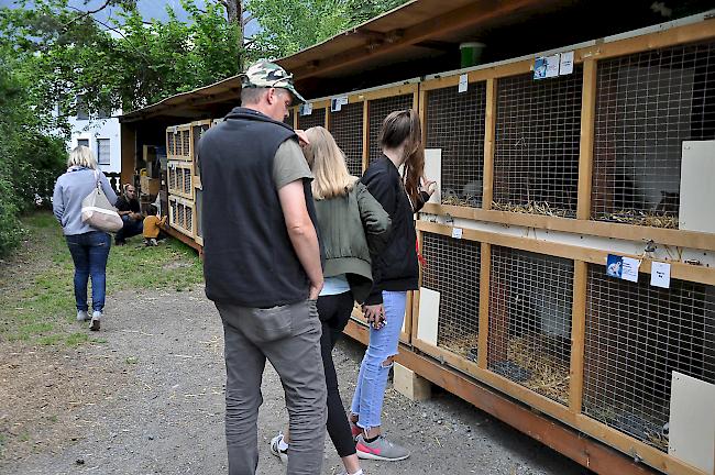 Besucher bestaunen die ausgestellten Kaninchen.
