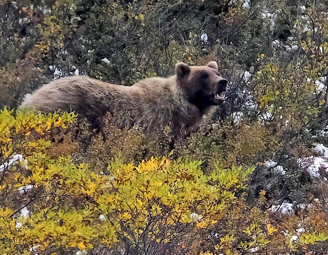 Im US-Bundesstaat Wyoming dürfen Grizzlybären wieder bejagt werden. 