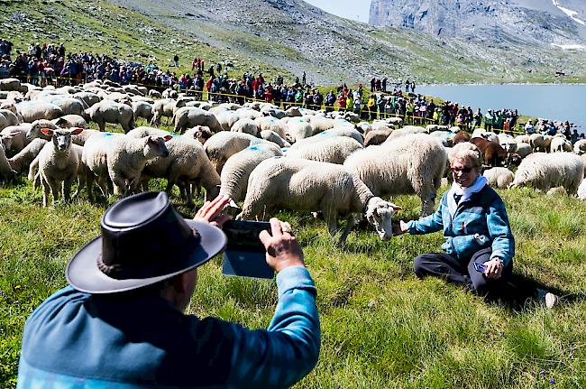 Rund 700 Schafe wurden am Sonntag auf der Gemmi zusammengetrieben.