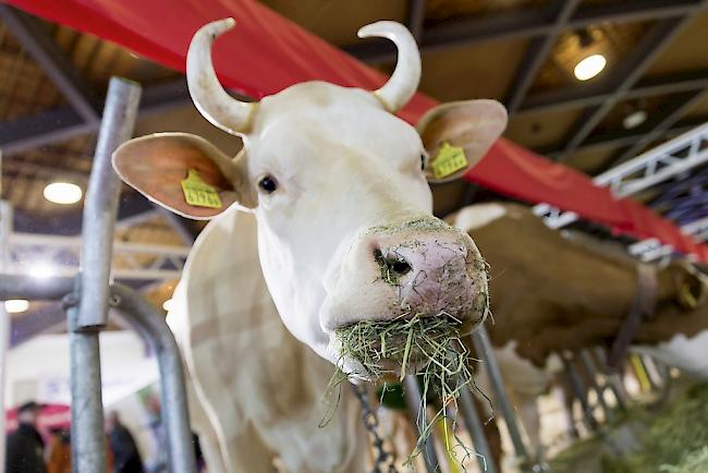 Schweizer Kühe sind Schwergewichte mit viel Appetit (Archivbild). 