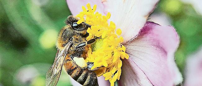 Die Bienenzucht soll unterstützt werden.