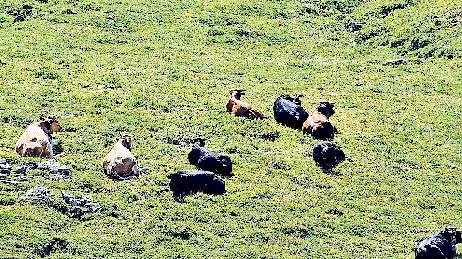 Trügerische Idylle: Auf der Varneralp wurden sieben Kühe vom Blitz erschlagen.Foto zvg