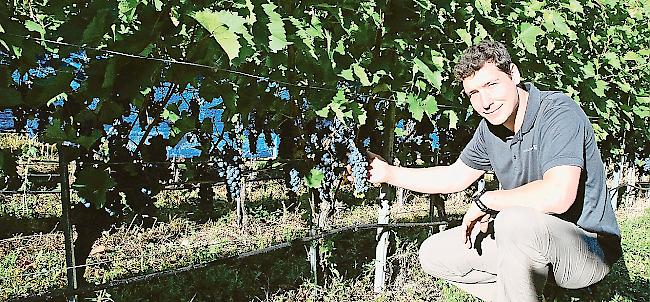 Aus den noch nicht AOC-zertifizierten, aber pilzwiderstandsfähigen roten Landal-Trauben kann  Roman Baumann derzeit nur deklassierten Landwein produzieren.