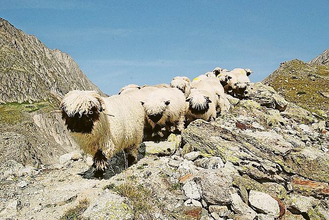 Nächstes Jahr müssen Schafe mit zwei Ohrmarken gekennzeichnet werden.