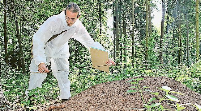 Eine Zeckenbekämpfung mit Nestern der Roten Waldameise kommt im Wallis nicht infrage.