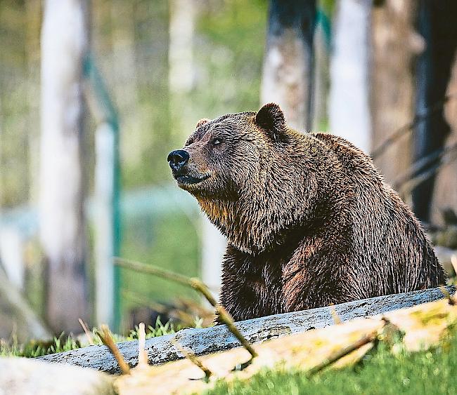 Aus Italien wandern regelmässig Bären in die Schweiz.
