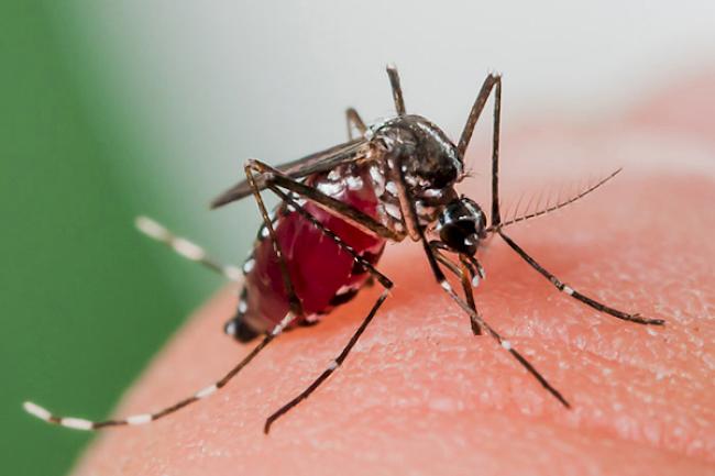 Wissenschaftler haben kürzlich in der Stadt Monthey Tigermücken entdeckt. Für die Bevölkerung besteht laut Kanton keine Gefahr.