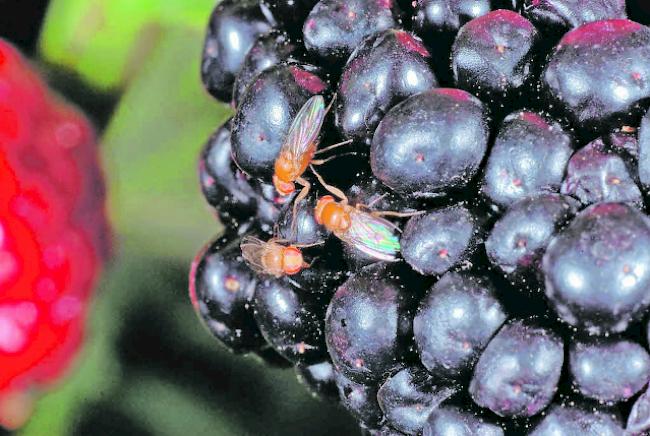 Die präventive Bekämpfung der Kirschessigfliege mit Insektidziden ist erfolglos.