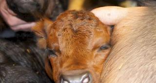 Seit f&uuml;nf Stunden auf der Welt: Eines von drei K&auml;lber der Kuhk&ouml;nigin &laquo;Cobra&raquo;.