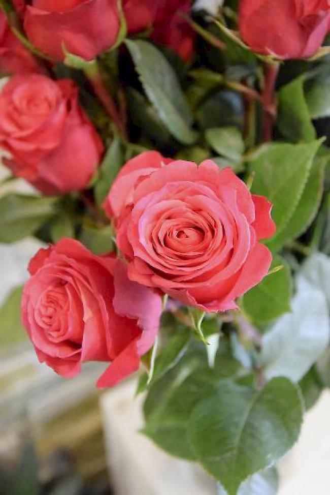 Sind nach wie vor der Klassiker am Valentinstag – rosa und rote Rosen.