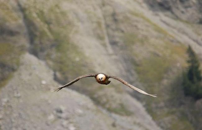 Imposant: Bartgeier haben eine Spannweite von bis zu drei Metern. Im Bild das Weibchen Gildo im Alter von 15 Jahren.