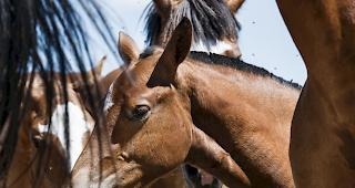 Am Samstag ist auf der Zugstrecke zwischen Laufen BL und Basel ein Pferd vor einen Zug geraten.