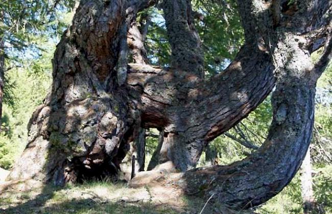 Die Lärche ist das Symbol des Jubiläumsjahres (Archivbild).