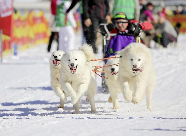 Für die Samojeden-Hunde sind die Rennen eine Art Jagd. Zur Belohnung gibt es Futter.