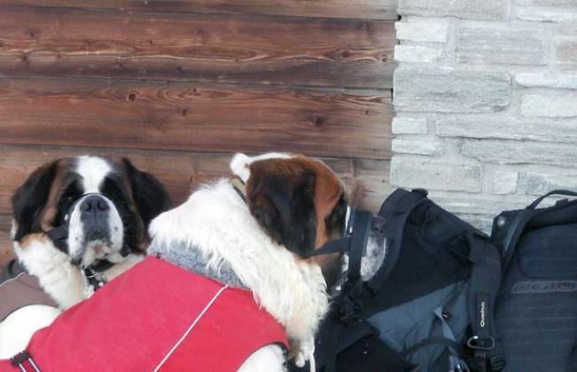 Ausserhalb des Zwingers sowie vor und nach den Foto-Shootings werden die Hunde an Haltis bzw. Maulschlaufen geführt.