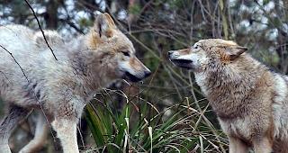 Zwischen 25 und 30 W&ouml;lfe leben heute in der Schweiz (Archiv)