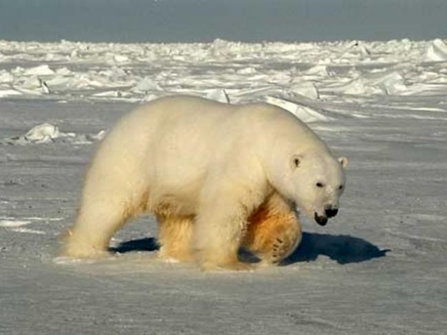 Eisbären sind die grössten Landraubtiere (Symbolbild)