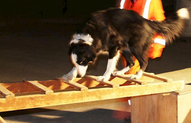 Mittels eines Parcours wird der Gleichgewichtssinn der Hunde trainiert.