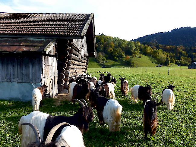 Die Ziegen haben sich in der Weite Bayerns gut eingelebt.