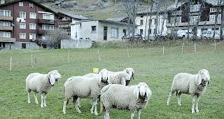 Saaser Mutten und Tiroler Bergschafe sind sich sehr &auml;hnlich. 